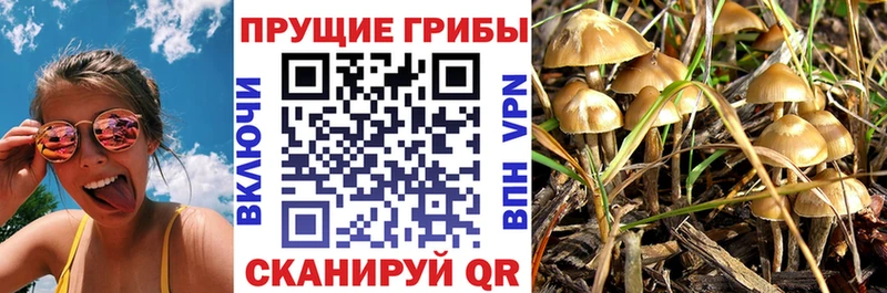 Галлюциногенные грибы прущие грибы  Майкоп 